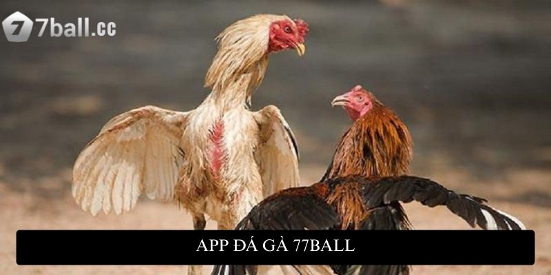 App đá gà 77ball: Lựa chọn hàng đầu cho người yêu thích chọi gà