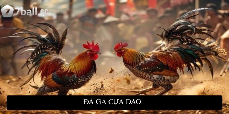Đá gà cựa dao giúp trận đấu kết thúc nhanh chóng chỉ với 1 vài đòn tấn công