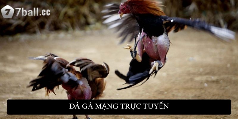 Đá gà mạng trực tuyến: Đỉnh cao giải trí và cơ hội kiếm tiền