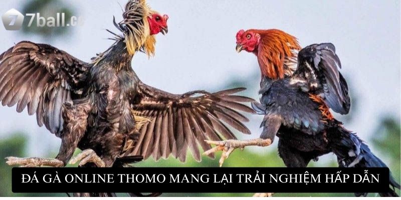 Đá gà online Thomo mang lại trải nghiệm hấp dẫn