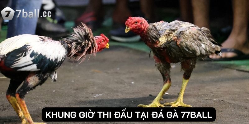 Khung giờ thi đấu tại đá gà 77ball