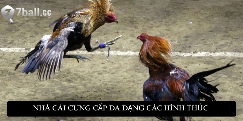 Nhà cái cung cấp đa dạng các hình thức đặt cược để bạn có thể lựa chọn