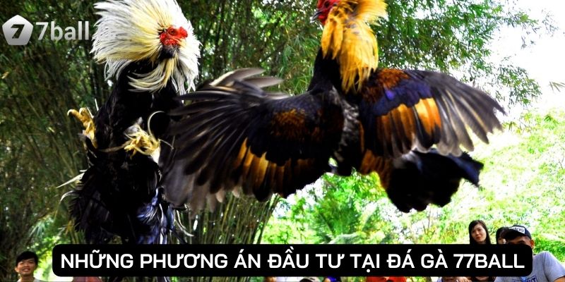 Những phương án đầu tư tại đá gà 77ball