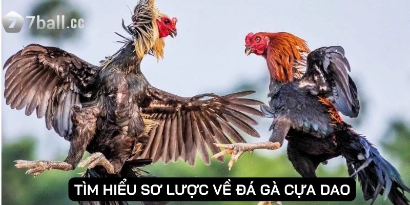 Tìm hiểu sơ lược về đá gà cựa dao